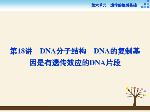 优化方案高考生物一轮复习 第六单元 第18讲 DNA分子结构课件