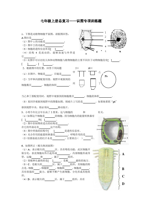 七年级上册生物总复习识图专项