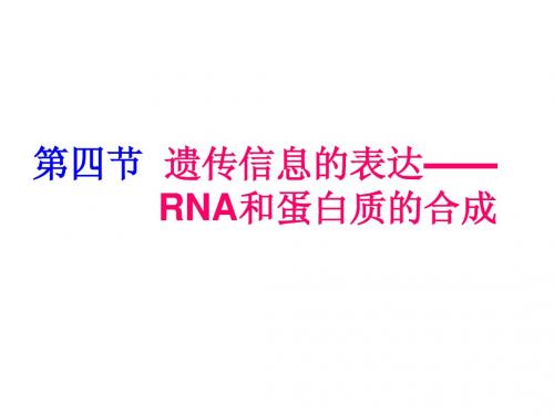 RNA和蛋白质的合成