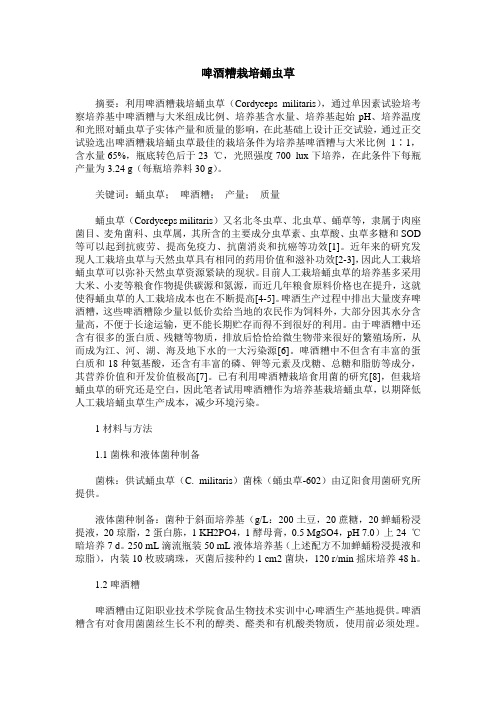 啤酒糟栽培蛹虫草