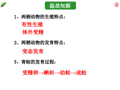 7.1.4 鸟的生殖和发育课件.  人教版生物八年级下册