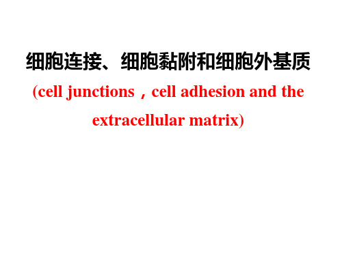 医学细胞生物学课件：8 细胞外基质及其与细胞的相互作用