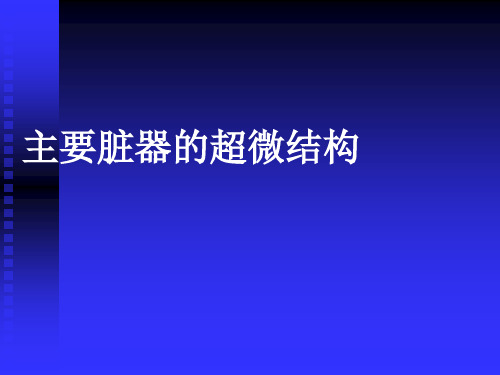 主要脏器的超微结构