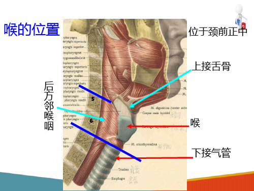 呼吸系统(人体解剖生理学课件)