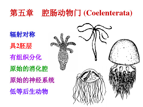 腔肠动物