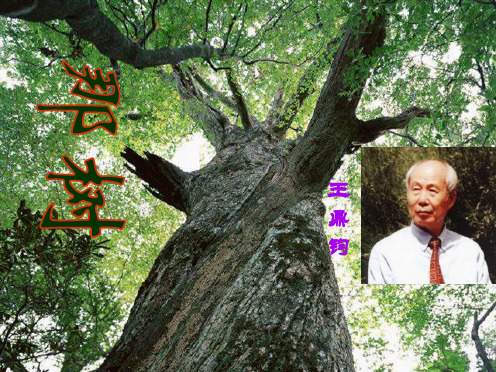 九年级语文下册 10 那树课件 新人教版[1]