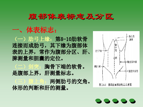 腹部检查上课用PPT课件