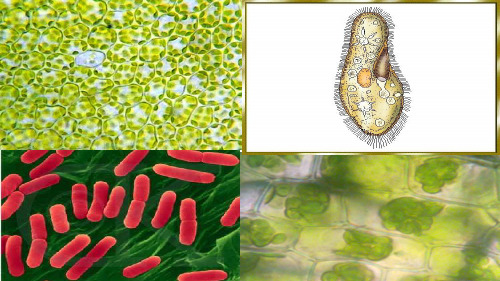 初中生物人教版七年级上册第一节 练习使用显微镜