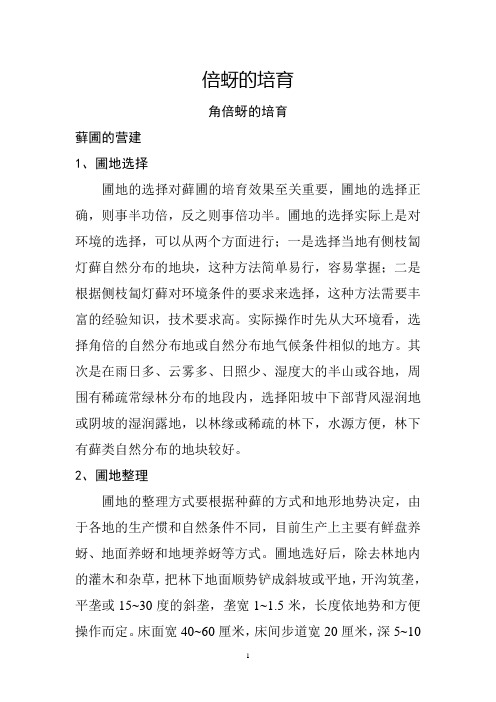 倍蚜的培育