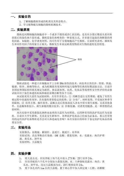 大蒜根尖诱导微核实验