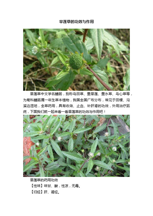 旱莲草的功效与作用