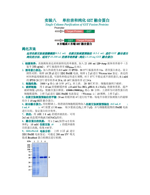 实验八   亲和纯化GST融合蛋白