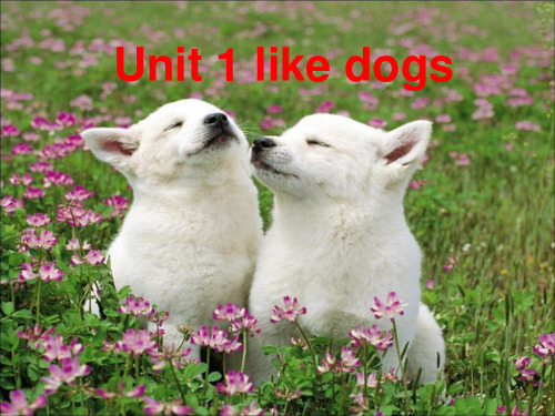 牛津译林版四年级英语上册Unit 1 I like dogs 课件3.ppt
