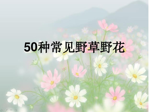 50种常见野花野草