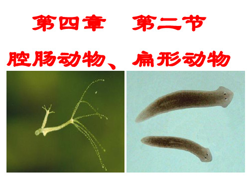 七年级 生物 上册 腔肠动物和扁形动物 课件