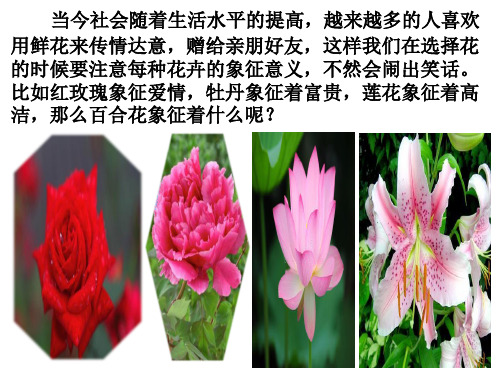 《百合花》上课课件 (共52张PPT)