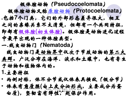 体腔动物(Pseudocoelomata)