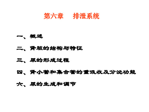 第三讲泌尿、激素_PPT课件