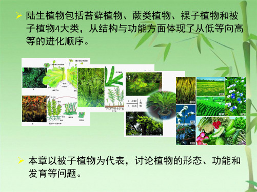 普通生物学A植物的结构功能和发育(共32张PPT)