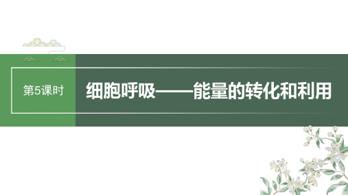 2024届高考一轮复习生物课件(苏教版)：细胞呼吸——能量的转化和利用