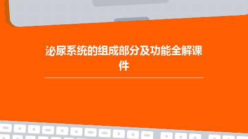 泌尿系统的组成部分及功能全解课件