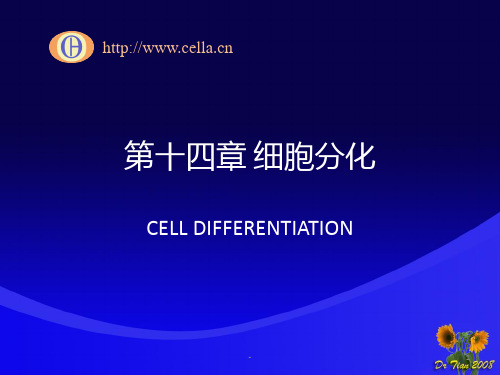 细胞生物学14PPT课件