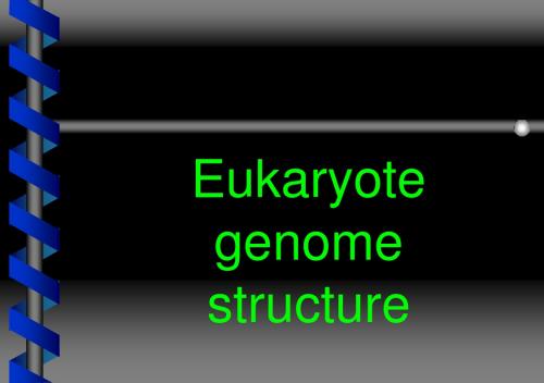 真核基因组结构