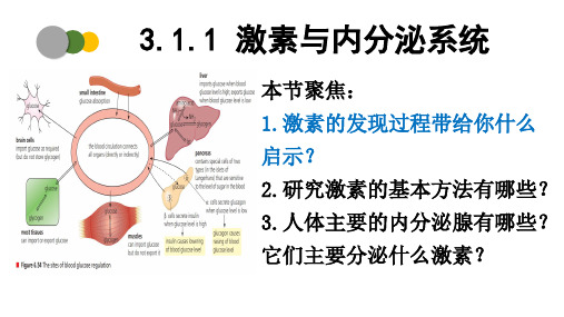 激素与内分泌系统(第1课时)-高二生物上学期同步精品课件(2019人教版选择性必修1)