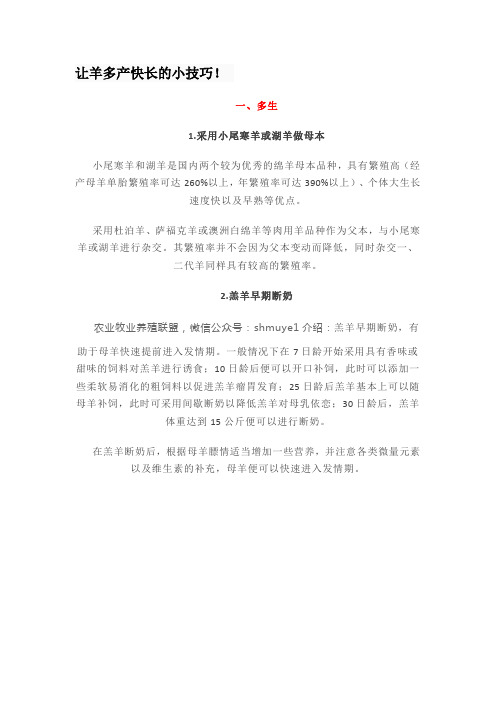 让羊多产快长的小技巧