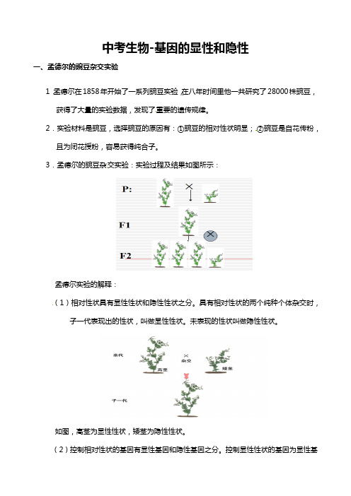 中考生物-基因的显性和隐性