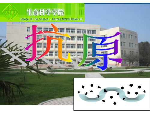 (免疫学教学课件)抗原