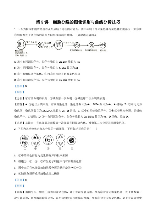 第5讲 细胞分裂的图像识别与曲线分析技巧(解析版)