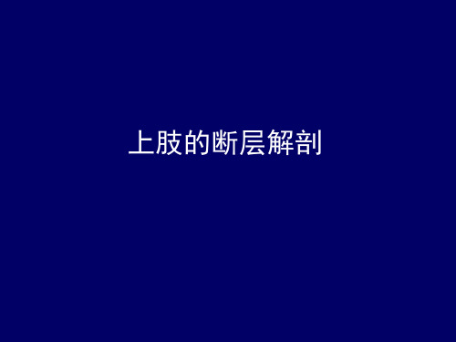 上肢的断层解剖-人体断层解剖学-课件-19