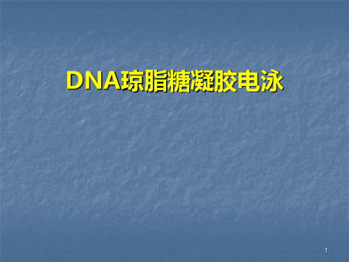 DNA琼脂糖凝胶电泳制备全过程图解ppt课件