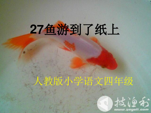 27鱼游到了纸上完美版ppt