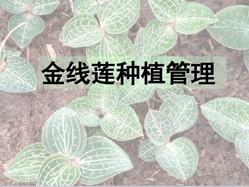 金线莲种植管理