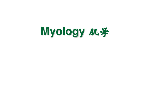 系统解剖学 英文版.Myology(1)