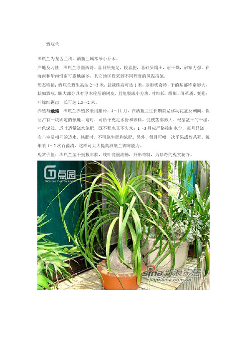 24种常见盆栽植物的介绍