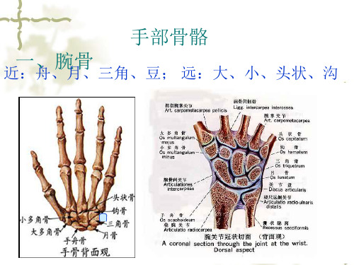 手部解剖及肌肉 PPT课件