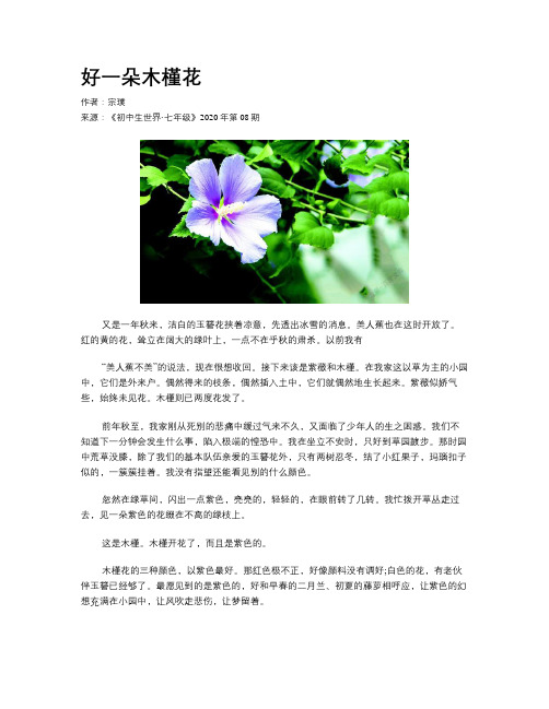 好一朵木槿花