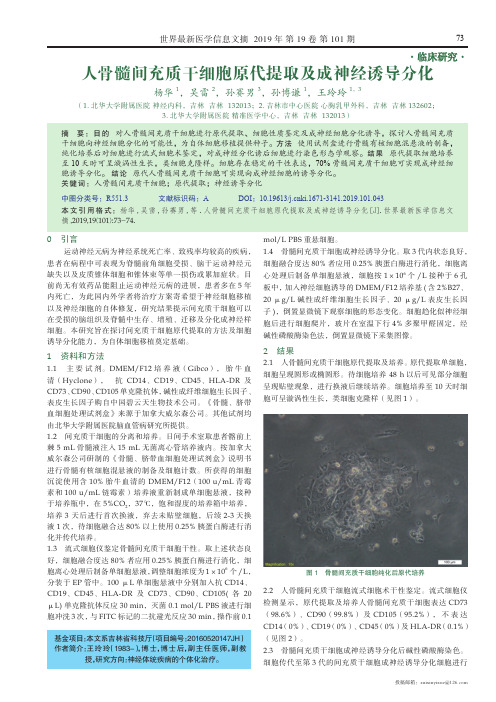 人骨髓间充质干细胞原代提取及成神经诱导分化