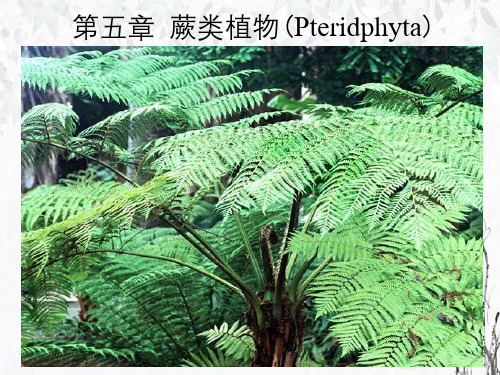 第五章蕨类植物(Pteridphyta)