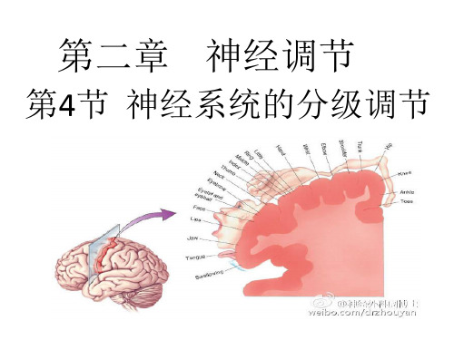 第二章第4节神经系统的分级调节课件-2021-2022学年高中生物人教版（2019）选择性必修一