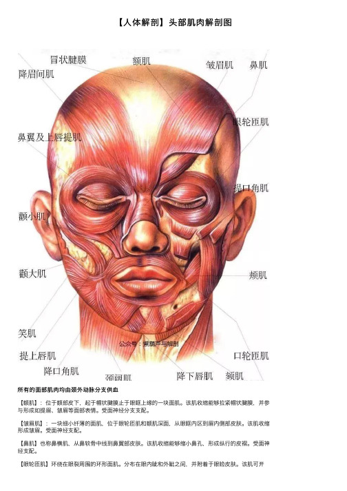【人体解剖】头部肌肉解剖图