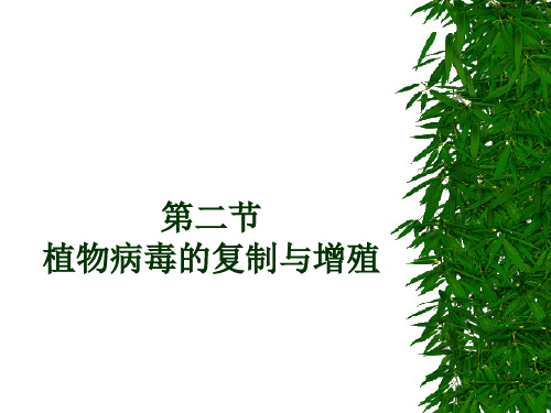 植物病毒的复制与增殖