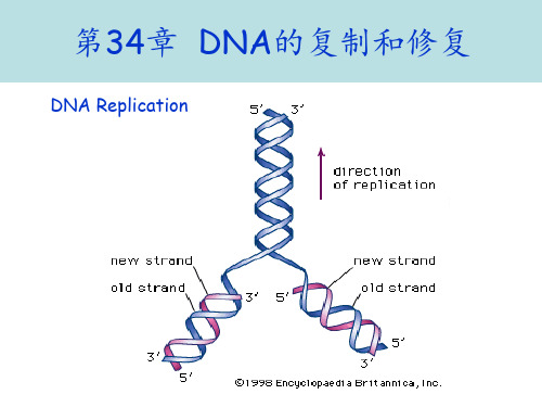 第34章 DNA的复制和修复