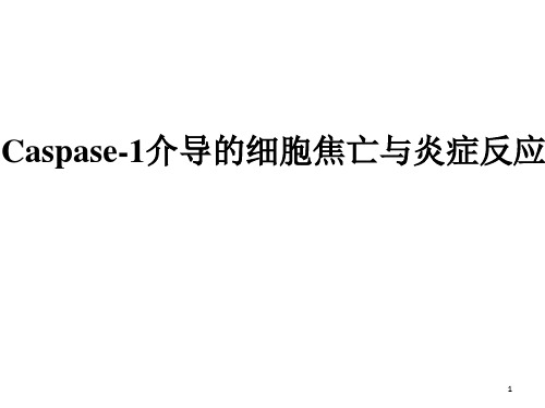 细胞焦亡Caspase-1-induced pyroptotic cellPPT精选文档