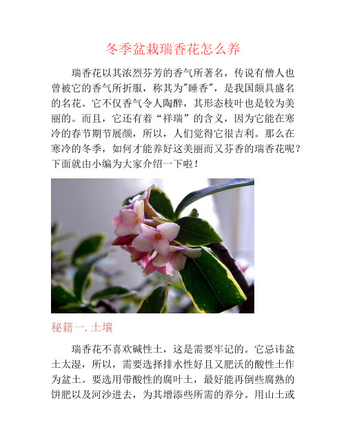 冬季盆栽瑞香花怎么养-养花技巧