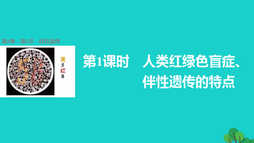 高中生物 2.3.1 人类红绿色盲症、伴性遗传的特点课件 新人教版必修2