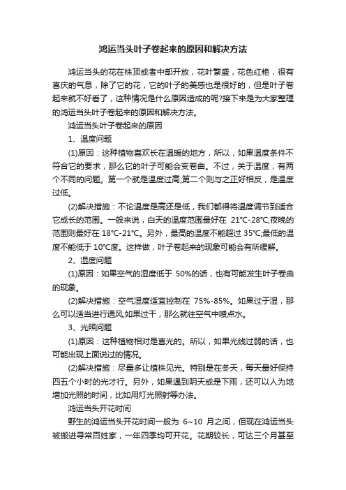 鸿运当头叶子卷起来的原因和解决方法